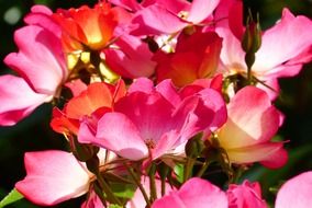 bunch of pink open roses