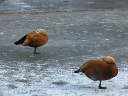 ducks on the frozen pond