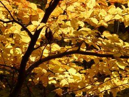 golden foliage on the European beech