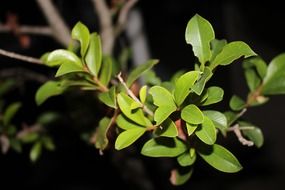 Close-up of the beautiful, green-yellow leaves of the bush with