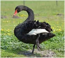 black swan bird dance