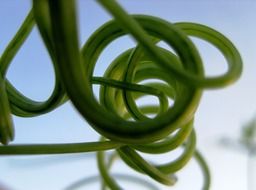 tendrils climber green