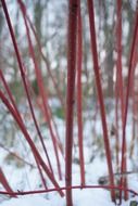 red dogwood bush