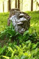 green leaves of lily of the valley in the forest
