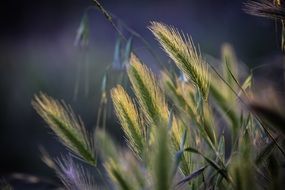 spikes of grass in back light