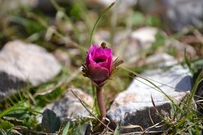 little pink flower in the rocks