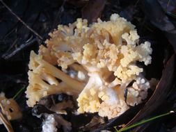old mushrooms