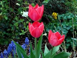 red tulips on a flower meadow