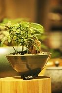 green bonsai tree in a flower pot