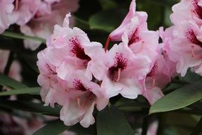 pink flowers in the form of bluebells with green leaves