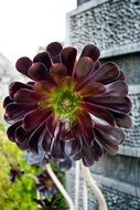 bright succulent plant in the arboretum