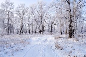 december snowy frost landscape