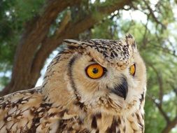 cute owl wildlife closeup portrait