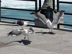 seagulls on the Huntington Beach