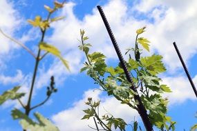 young vine in spring