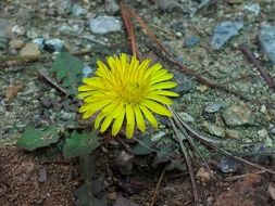 yellow lonely flower on the ground