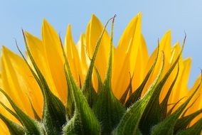 sunflower flower close up