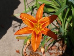 orange lily on a green bush in the garden