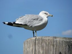 seagull on a wooden breakwater