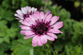 purple daisy flower close-up