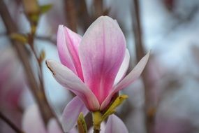 pink magnolia flower on a branch