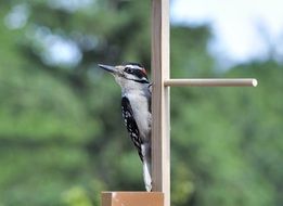 woodpecker perched on plank close-up on blurred background