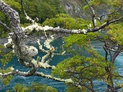 landscape of forest river in Chile