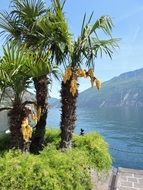 Palm trees on the lakeside