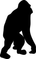 black gorilla silhouette