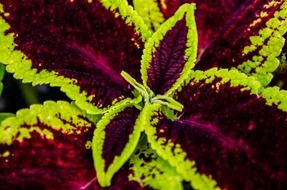 Macro photo of beautiful violet and green leaves