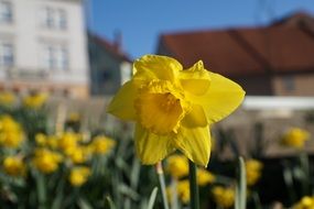 yellow daffodils on a city flowerbed