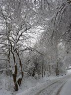 beautiful december landscape in the forest