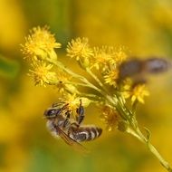 macro view of bee pollinating yellow wild flower