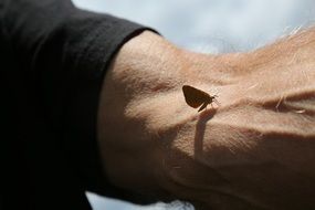 moth on the human hand