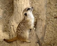 meerkat in its natural environment