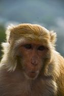 face of Gibraltar Monkey close up