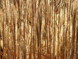 Miscanthus sinensis plants in the beautiful and shimmering light