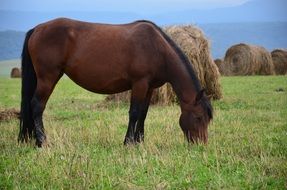 brown horse on the green field among the stacks of straw