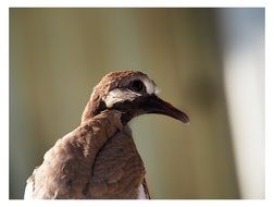 brown dove on blurred background