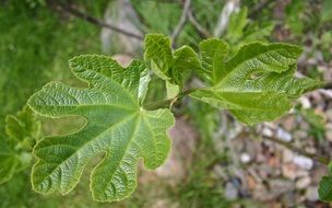 green fig leaf in nature