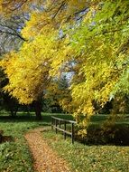 landscape of tree with yellow leaves near the fence