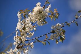 tree branch covered with white flowers