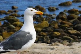 magical seagull beach