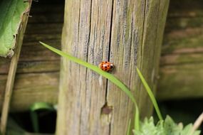 ladybug on wooden fence