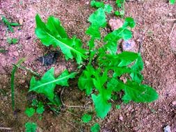 green dandelion leaves