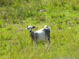 goat grazes on a green meadow