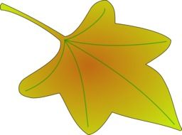 maple leaf as a graphic image