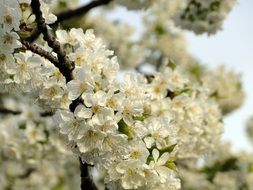 white cherry blossoms in spring