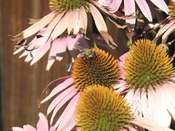 insect collects pollen on white flowers