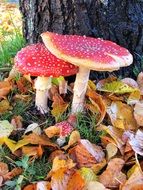 mushroom poisonous red